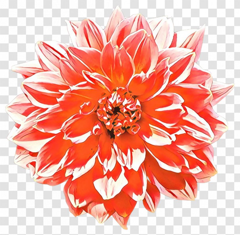 Flowers Background - Transvaal Daisy - Herbaceous Plant Peach Transparent PNG