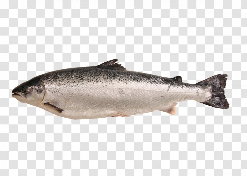 Coho Salmon Fish Products Oily Transparent PNG