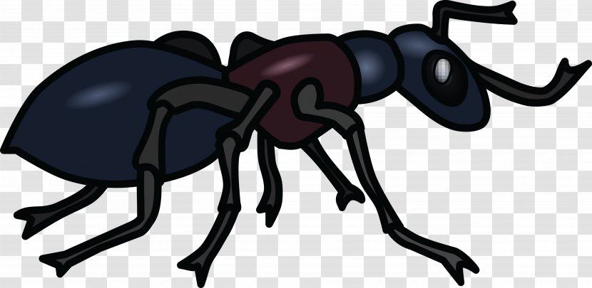 Black Garden Ant Clip Art - Invertebrate - Pharaoh Transparent PNG