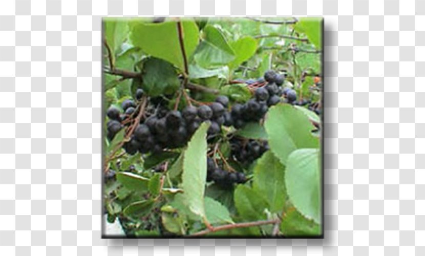 Aronia Melanocarpa Brambles Shrub Grape Currant - Damson Transparent PNG