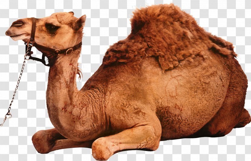 Clip Art Dromedary Image Bactrian Camel - Silhouette - Animal Transparent PNG