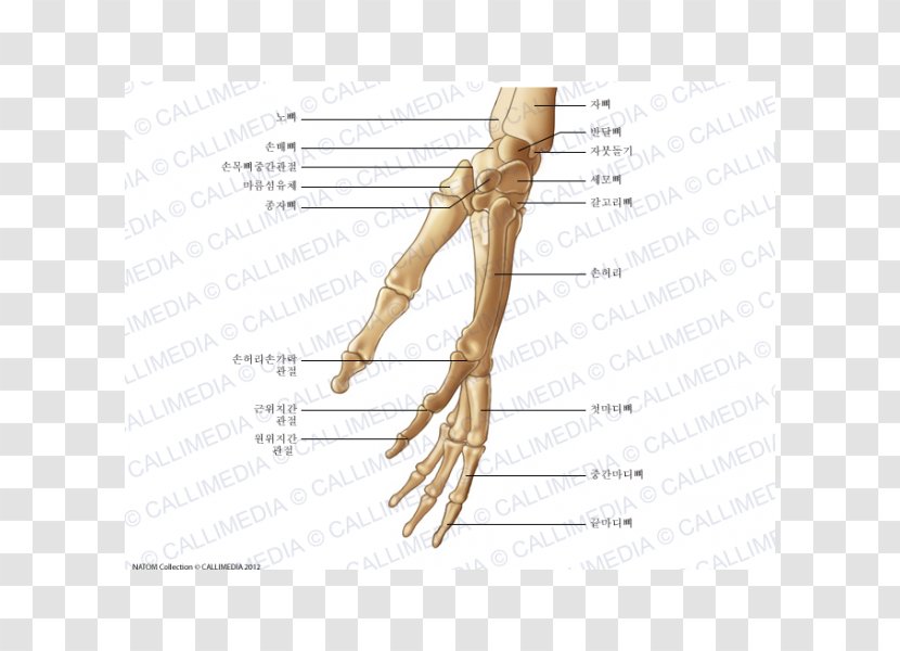 Thumb Bone Huesos De La Mano Hand Anatomy - Watercolor Transparent PNG