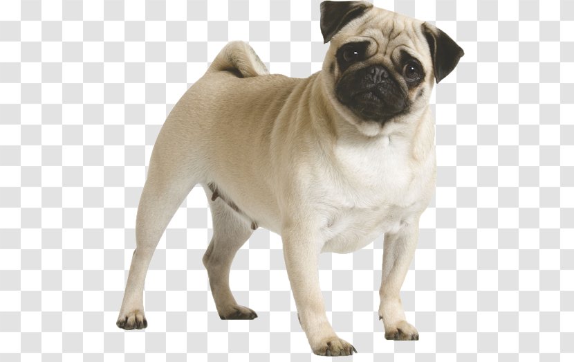 Pug Puppy Dog Breed Toys - Fawn Transparent PNG