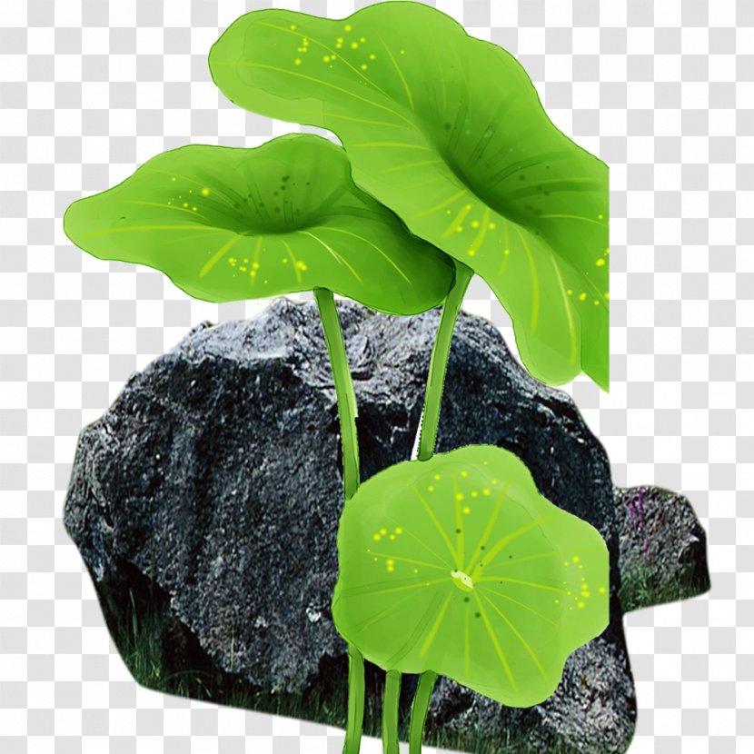 Leaf Flowerpot Annual Plant - Rock Lotus Transparent PNG
