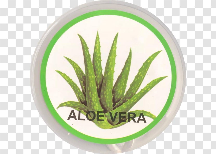 Aloe Vera Stock Photography Alamy - Xanthorrhoeaceae - Aloevera Transparent PNG