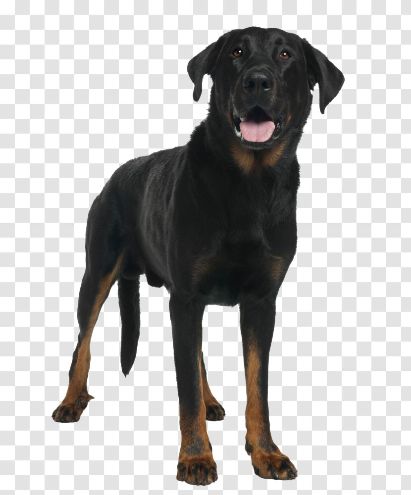 Beauceron Dog Breed Black And Tan Coonhound Rottweiler Polish Hunting Transparent PNG