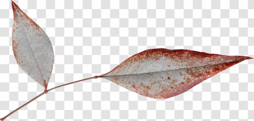 Leaf Google Images Red Edge Computer File - Elongated Leaves Transparent PNG