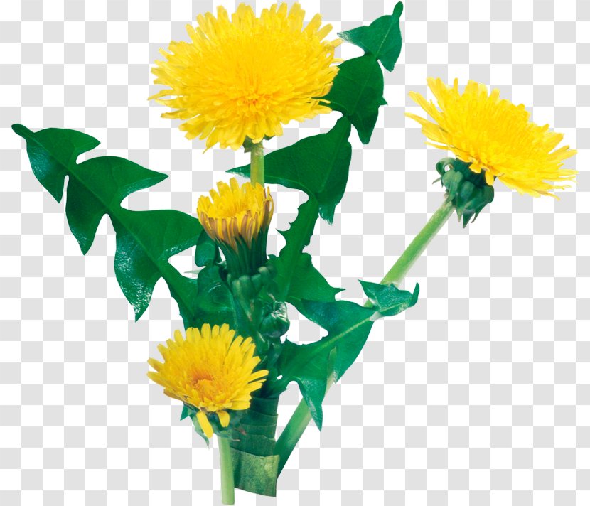 Common Dandelion Digital Image Plant - Yellow - ОДУВАНЧИК Transparent PNG