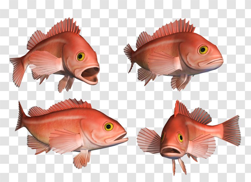 Northern Red Snapper Goldfish Coral Reef Fish Marine Biology Transparent PNG