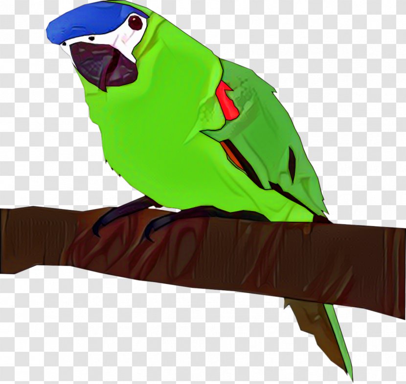 Budgerigar Parrot Bird Parakeet Macaw - Eclectus Transparent PNG