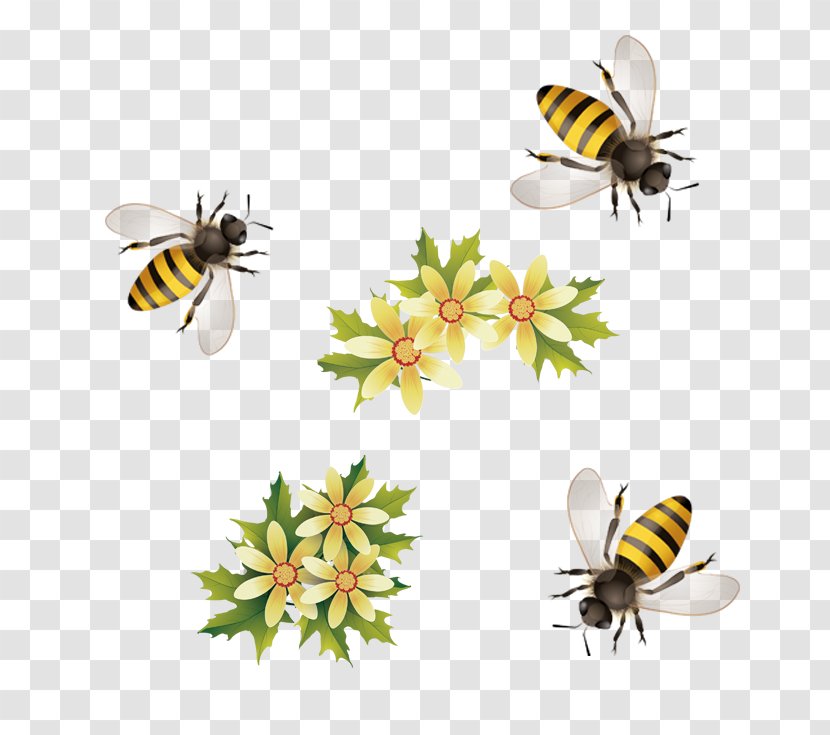 Honey Bee - Bees Transparent PNG