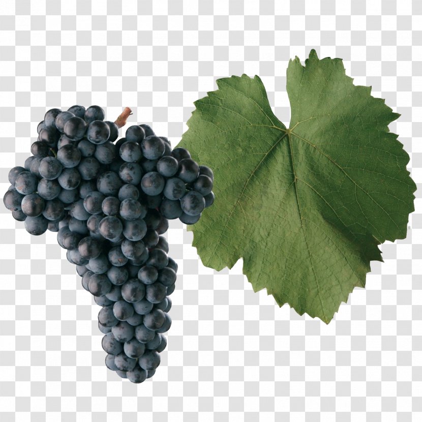 Frankish And Hunnic Grape Varieties Blaufränkisch Gouais Blanc Wine - Seedless Fruit Transparent PNG