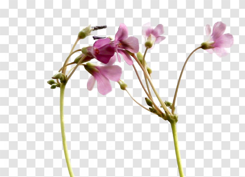 White Flower Tencent QQ - Arranging - Small Floral Beautiful Flowers Transparent PNG