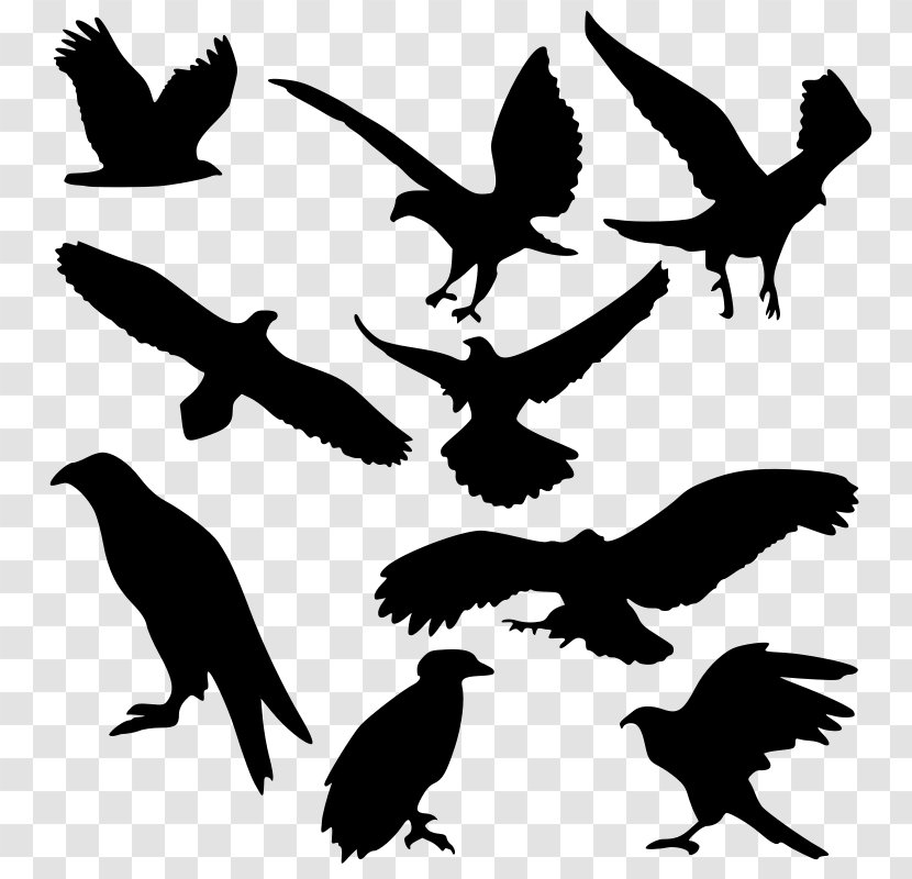 Bird Of Prey Bald Eagle - Drawing - Free Images Transparent PNG