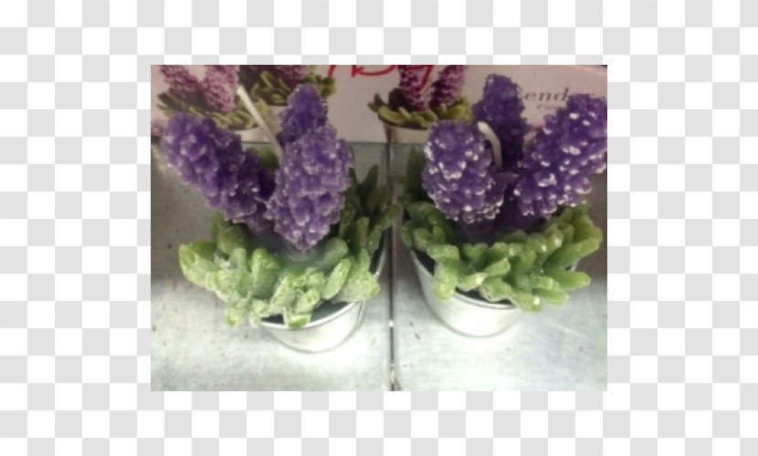 Lavender Violet Flowerpot Herbaceous Plant Transparent PNG
