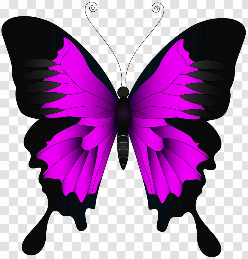 Butterfly Texture Paper Color - Meaning - Pink Clip Art Image Transparent PNG