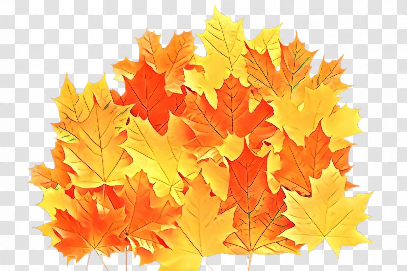 Maple Leaf - Autumn - Plant Transparent PNG