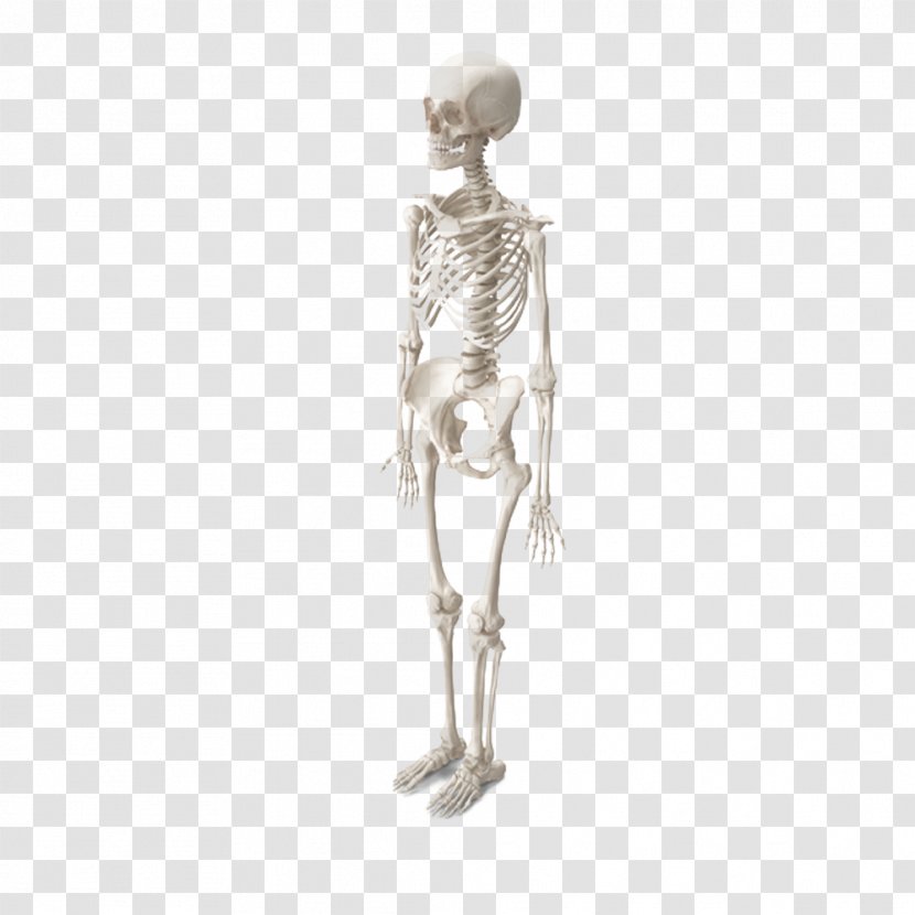 Woman Bone - Joint - Female Skeleton Transparent PNG