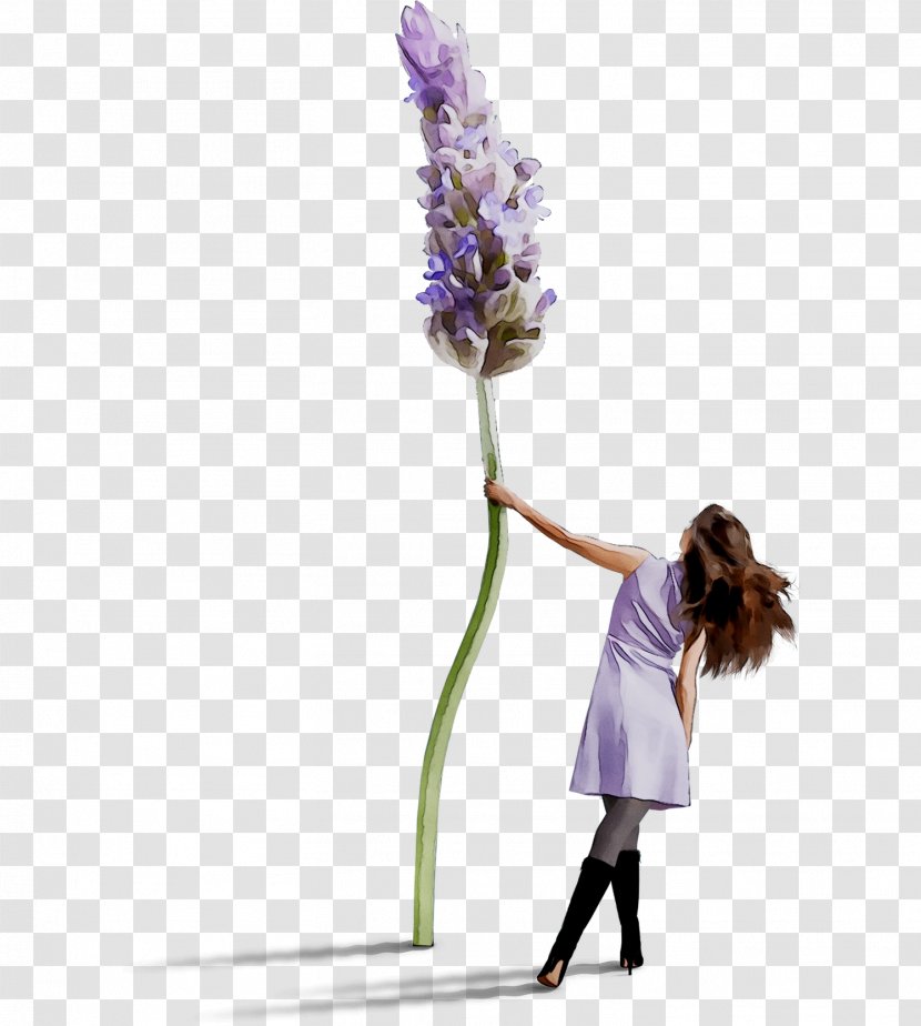 Lavender Flower Aloe Vera Lotion Plants - Cosmetics - Flowerpot Transparent PNG