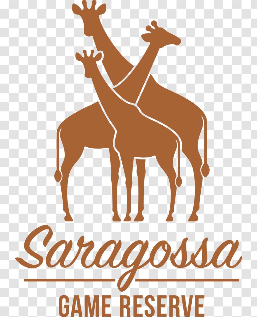 Welgevonden Game Reserve Sabi Nature Zaragoza - Area - Strandpaviljoen Safari Lodge Transparent PNG