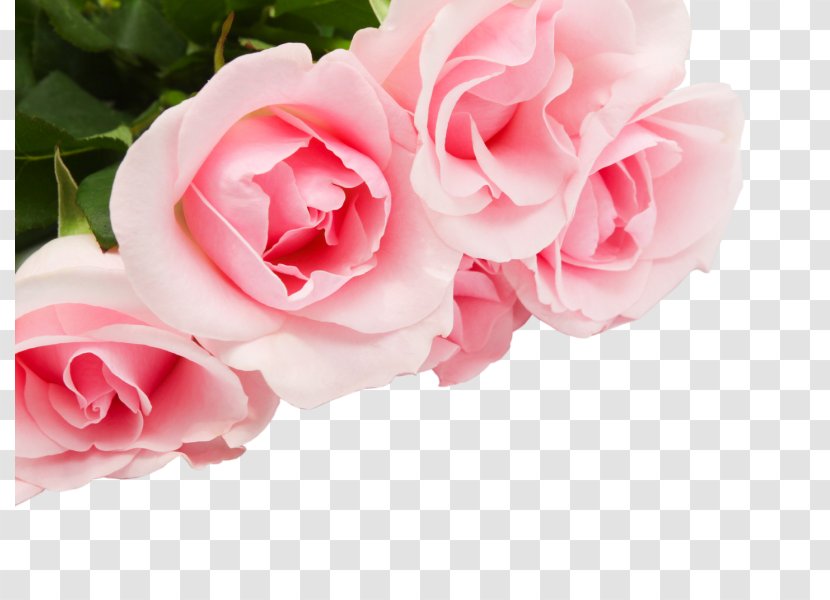Garden Roses Flower Rose Desktop Wallpaper - Pink Family Transparent PNG