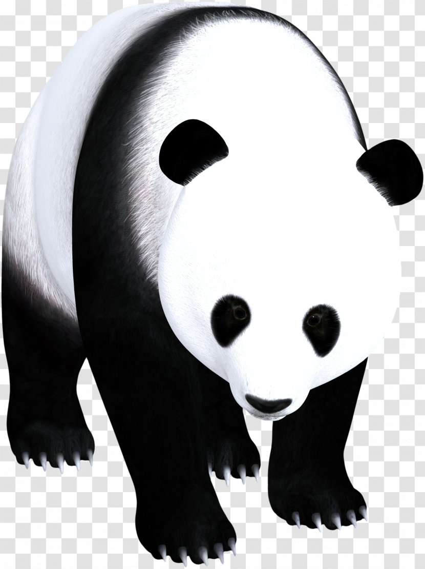 Giant Panda American Black Bear And White - Terrestrial Animal Transparent PNG
