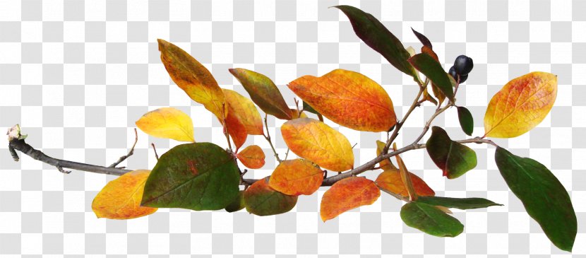 Autumn Leaves Leaf Clip Art - Orange - In Transparent PNG