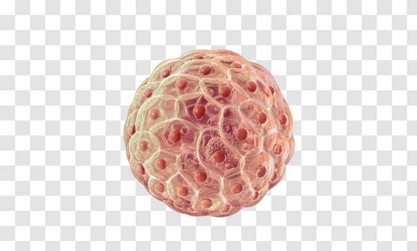 Hematopoietic Stem Cell Cellular Differentiation Stem-cell Therapy - Watercolor - Renderings Material Free Download Transparent PNG