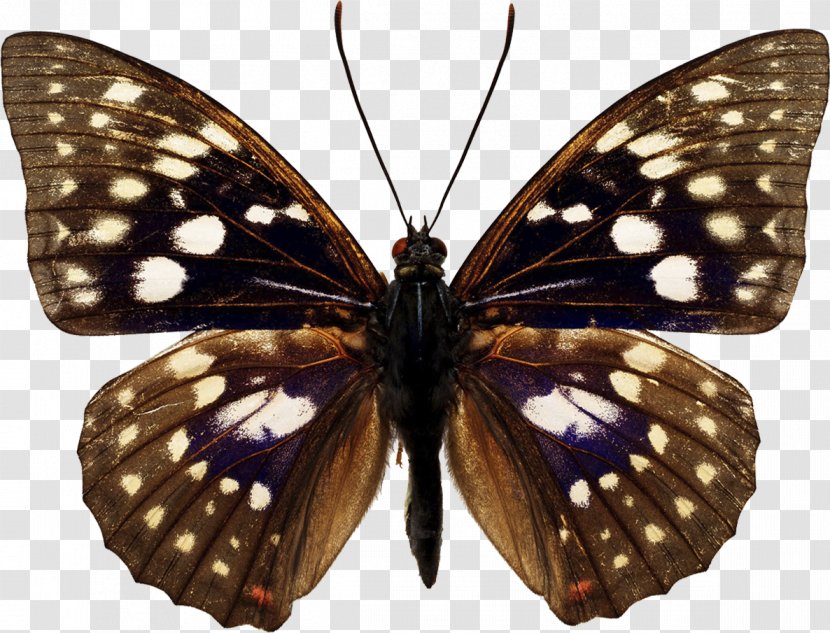 Butterfly Sasakia Charonda Japan Picture Frames - Royaltyfree - Butterflies Transparent PNG