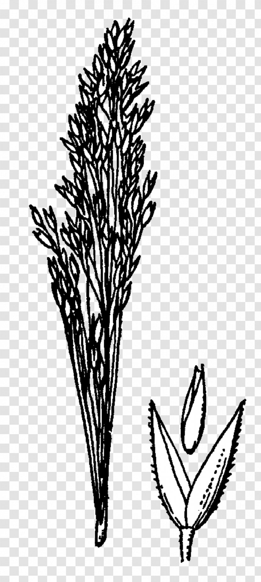 Bentgrass Agrostis Rossiae Manual Of The Grasses United States Monocotyledon Plants - Monochrome Transparent PNG
