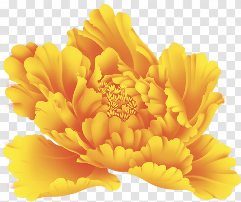 Peony Flower Clip Art Transparent PNG
