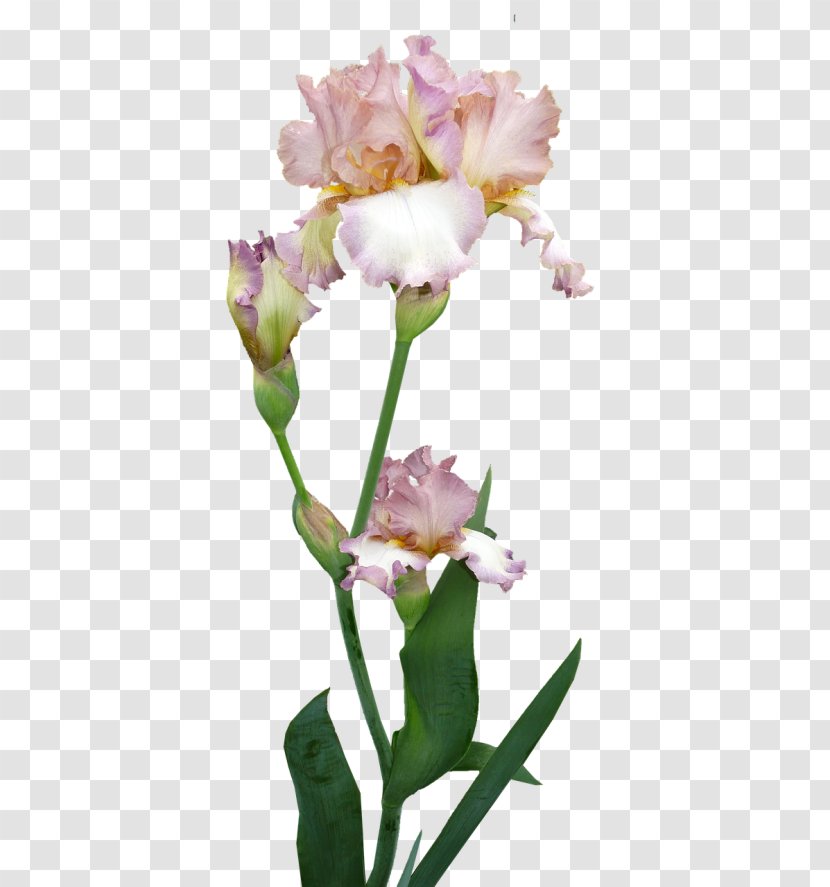 Pink Flower Cartoon - Wall Iris - Tulip Transparent PNG
