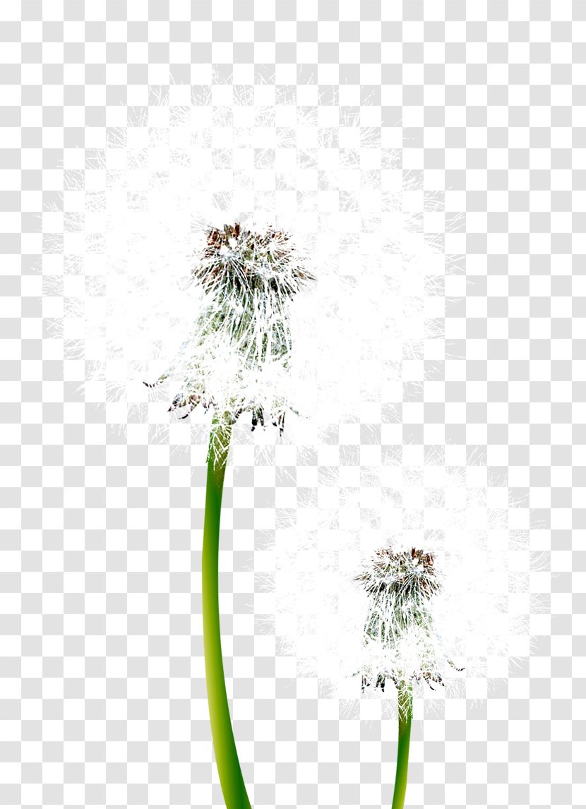 Common Dandelion Pissenlit Flower - Grass Transparent PNG