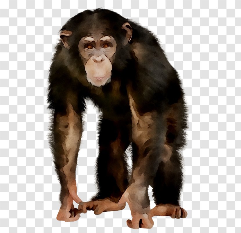 Chimpanzee Primate Western Gorilla Monkey Mammal Transparent PNG