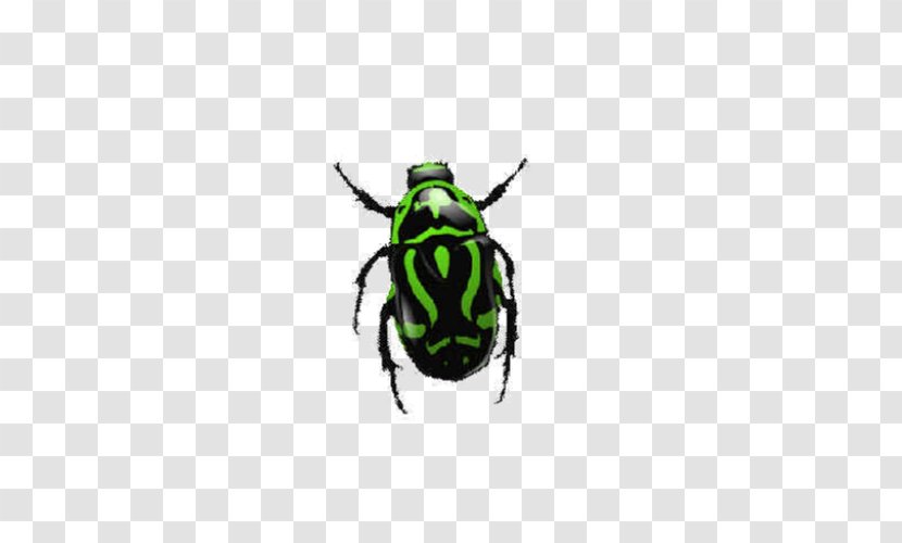 Insect Icon - Display Resolution - Mini Beetle Transparent PNG