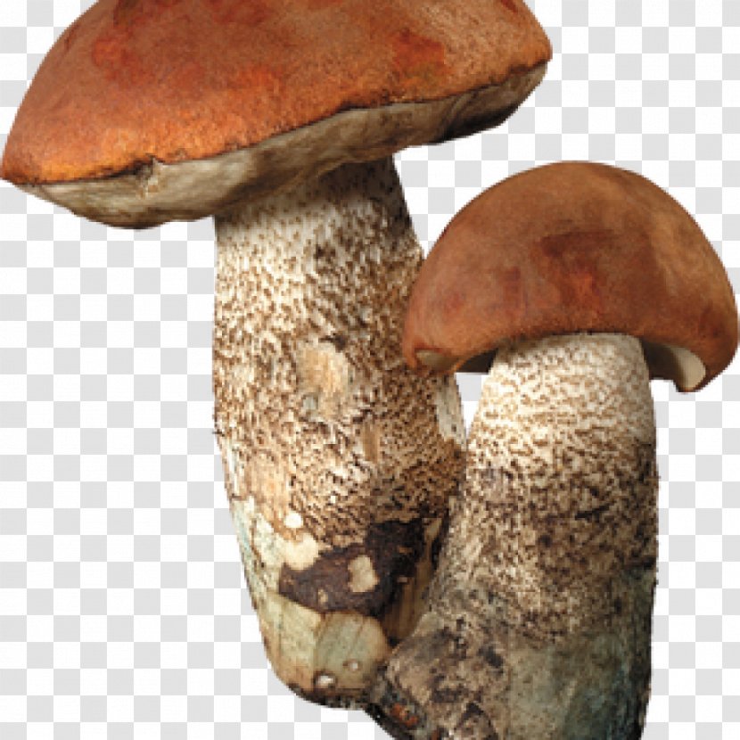 Fungus Clitocybe Nuda Lepista Irina Mushroom Hunting Transparent PNG