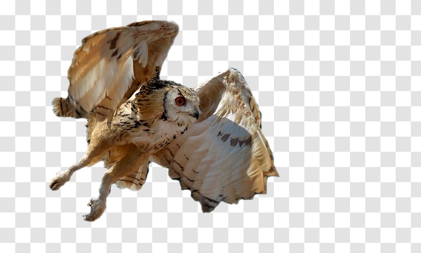 Owl Photography High-definition Television - Bird Transparent PNG