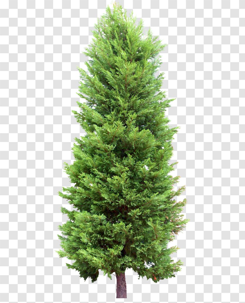 Fir Tree Pine Evergreen - Larch Transparent PNG