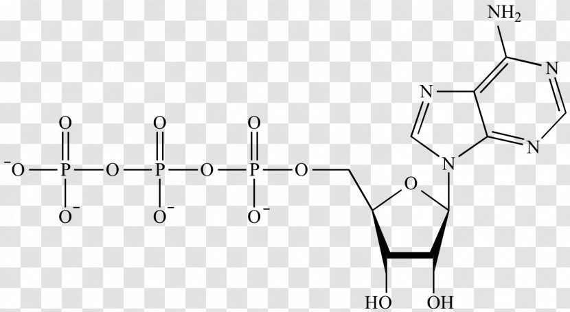 Adenosine Triphosphate Monophosphate Chemistry - Watercolor - Energy Transparent PNG