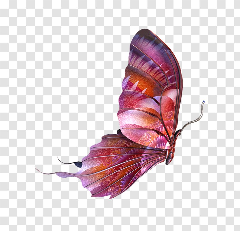 Butterfly Insect - Photoscape Transparent PNG