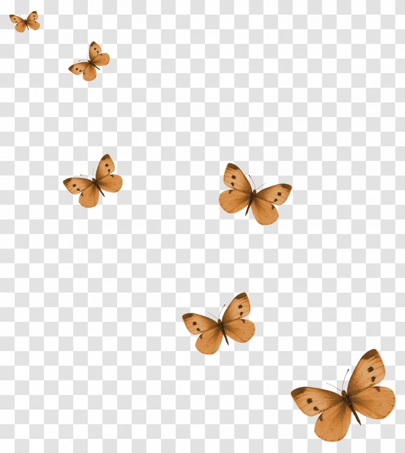 Butterfly Clip Art - Membrane Winged Insect - Dry Picture Material Transparent PNG