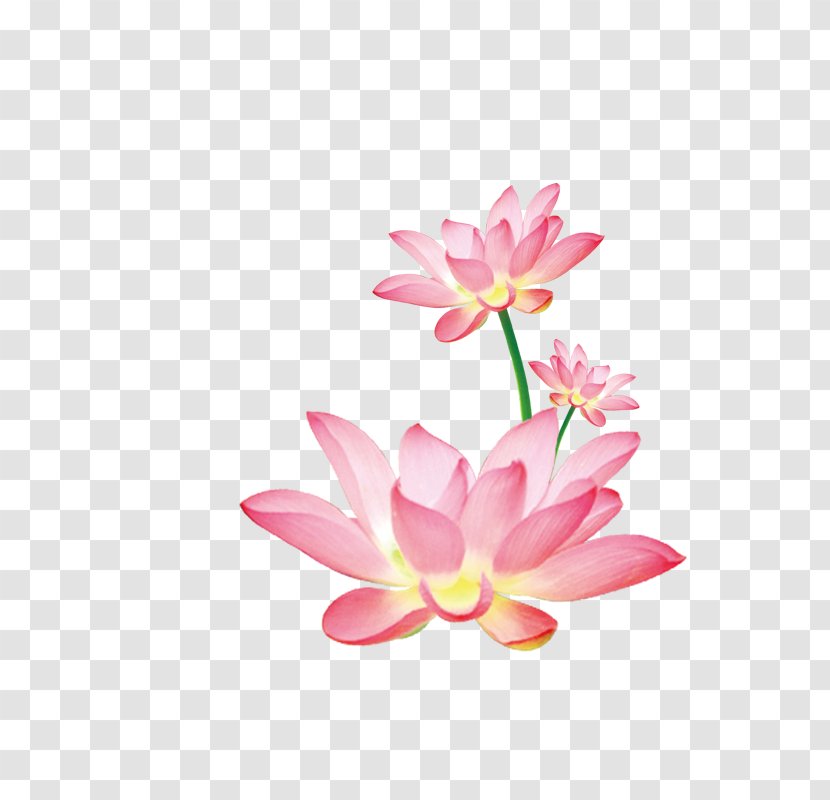 Nelumbo Nucifera - Abstract Art - Creative Flower,lotus Transparent PNG