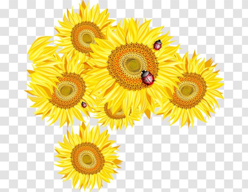 Common Sunflower Euclidean Vector - Flower - And Ladybug Design Material, Transparent PNG