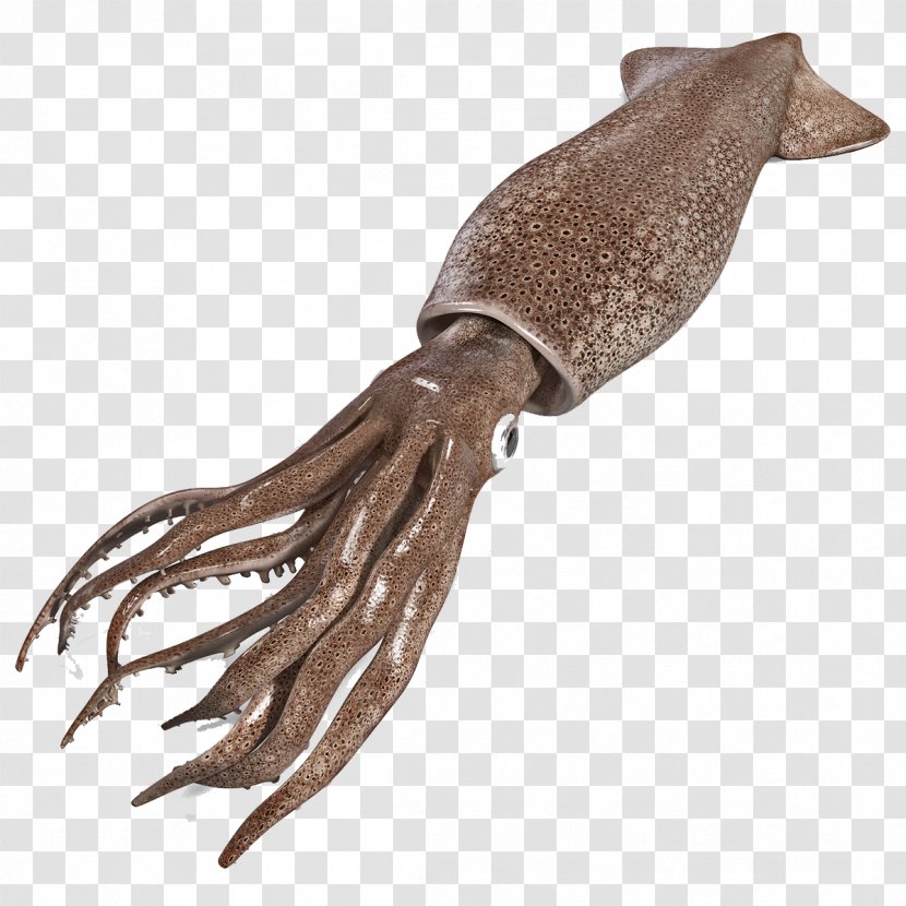 Squid Cuttlefish Seafood Crayfish Octopus Transparent PNG