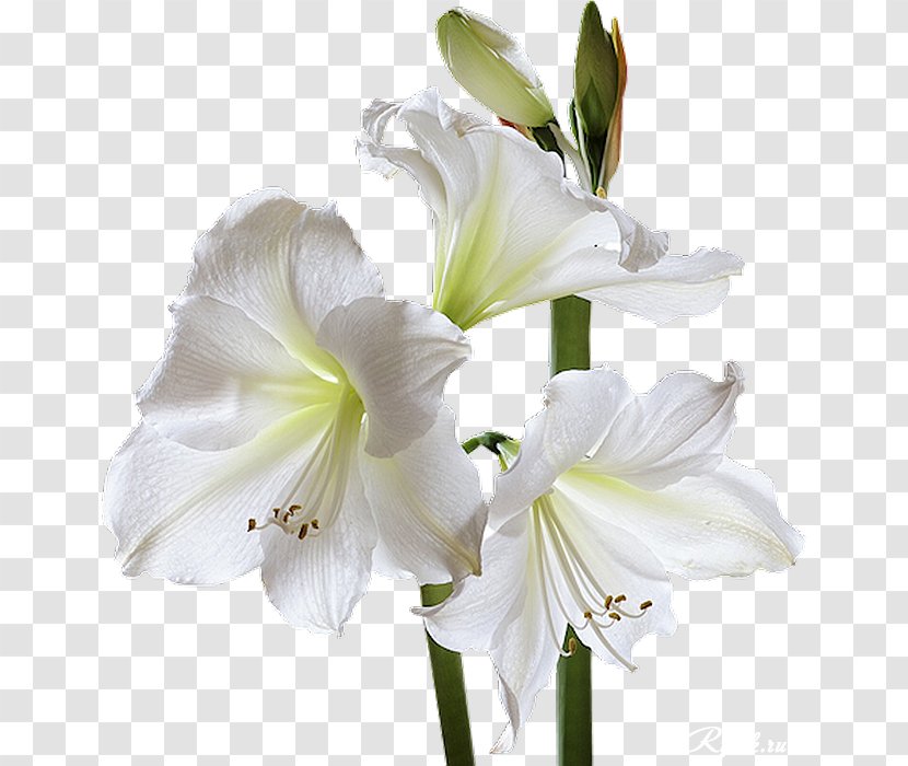 Condolences God Sympathy Grief Death - Jesus - White Lily Transparent PNG