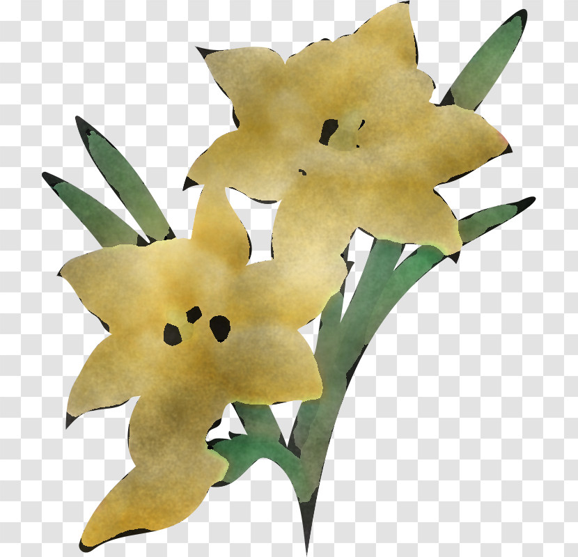 Flower Plant Yellow Gladiolus Lily Transparent PNG