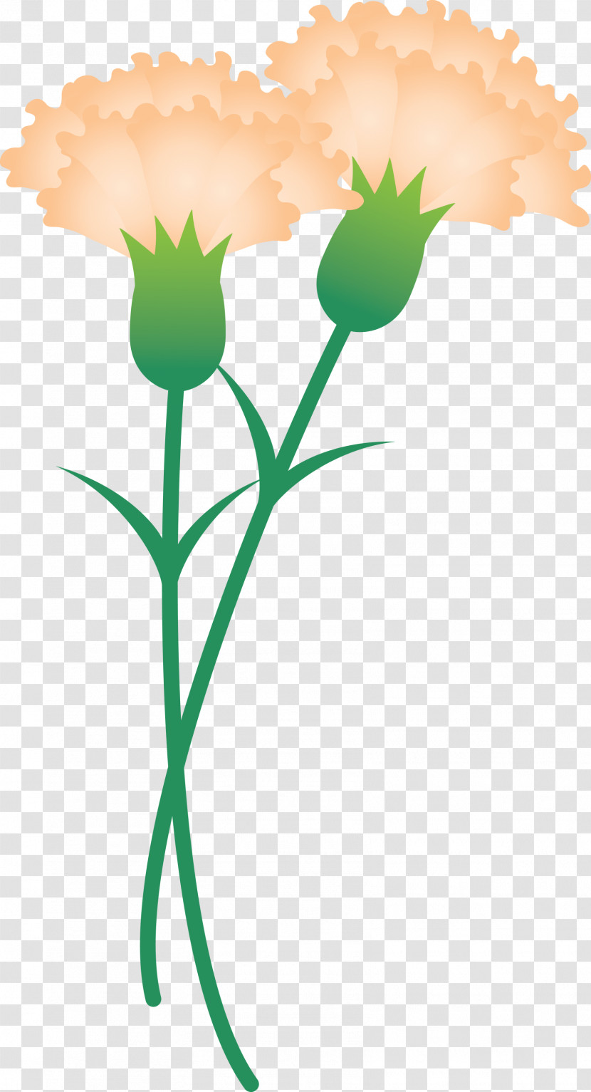 Mothers Day Carnation Mothers Day Flower Transparent PNG