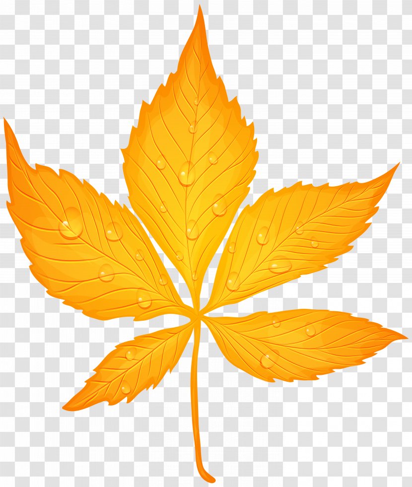 Autumn Leaf Color Clip Art - Yellow With Dew Drops Transparent Image Transparent PNG