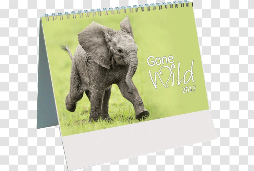 Indian Elephant Wildlife Calendar Transparent PNG