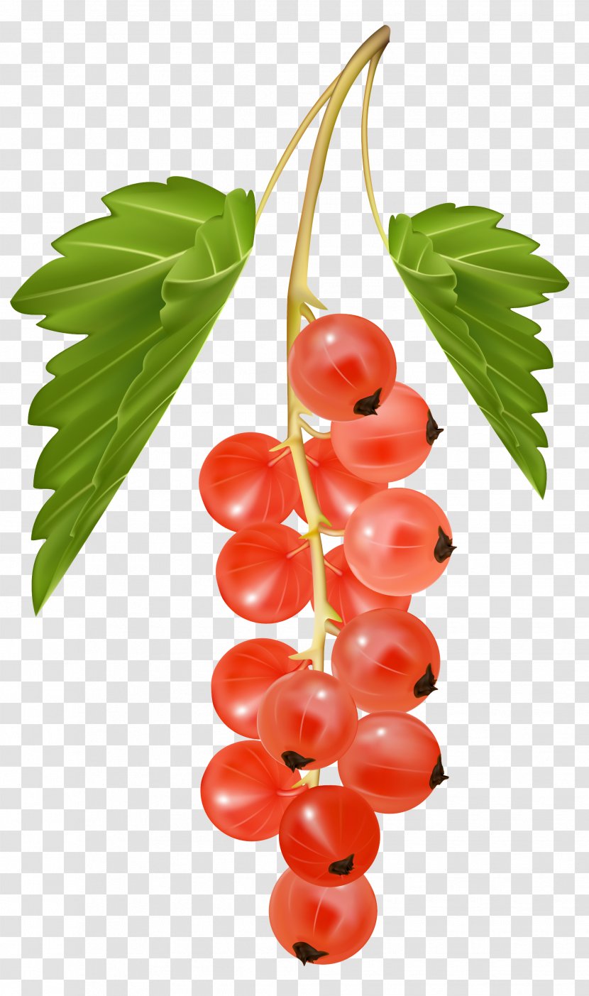 Blackcurrant Redcurrant Zante Currant White Clip Art - Produce - Red Vector Clipart Image Transparent PNG